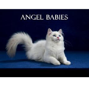 Angel Babies Ragdoll Wall Calendar